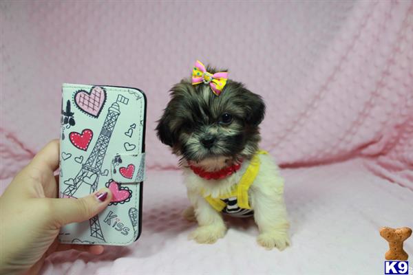 lvpuppyheaven Picture 2